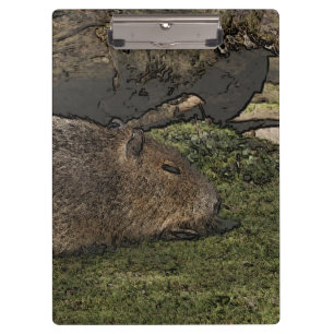 Carpeta De Pinza toony capy 2