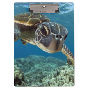 Carpeta De Pinza Tortuga de mar verde hawaiana