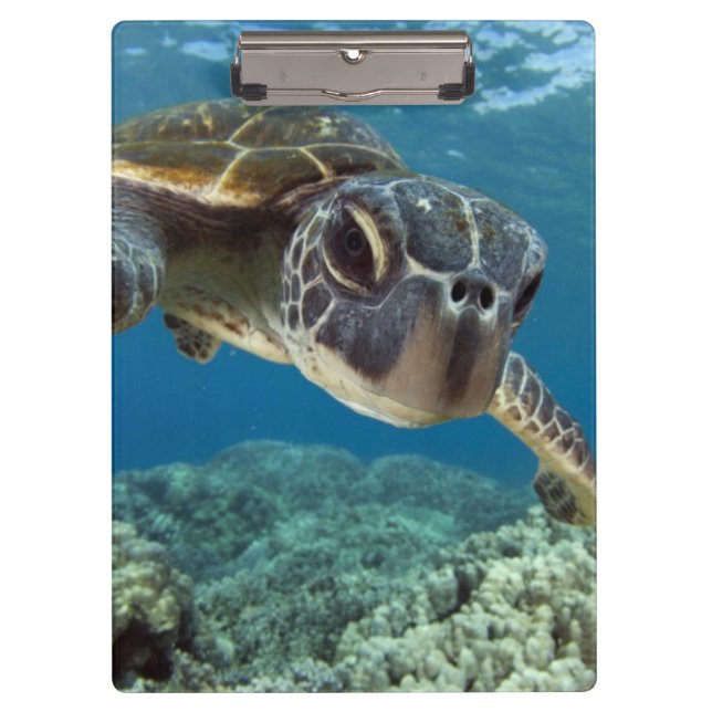 Carpeta De Pinza Tortuga de mar verde hawaiana (Anverso)