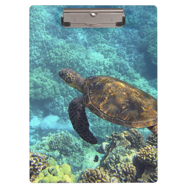 Carpeta De Pinza tortuga en el mar (Anverso)