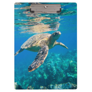 Carpeta De Pinza Tortuga marina nadadora