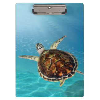 Carpeta De Pinza Tortuga nadando bajo el agua