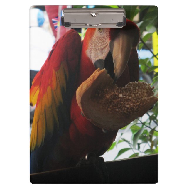 Carpeta De Pinza Tostada de loro de Macaw escarlata (Anverso)