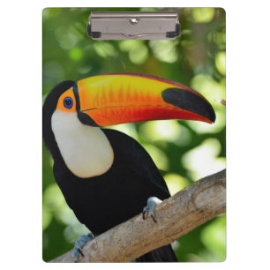 Carpeta De Pinza Toucan
