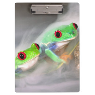 Carpeta De Pinza Treefrog de ojos rojos en la niebla, Agalychinis 2