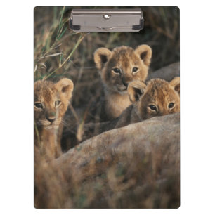 Carpeta De Pinza Trío de cachorros de León de seis semanas sentados