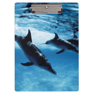 Carpeta De Pinza Trío de delfines
