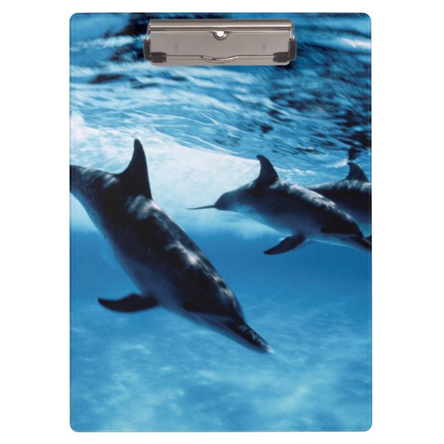 Carpeta De Pinza Trío de delfines (Anverso)