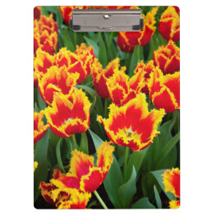 Carpeta De Pinza Tulipa Fabio, Keukenhof, Países Bajos
