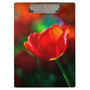 Carpeta De Pinza Tulipán rojo - Misterio del florecimiento