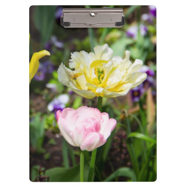 Carpeta De Pinza Tulipanes blancos, rosas y amarillos en el jardín (Anverso)