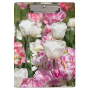 Carpeta De Pinza Tulipanes blancos y rosas brillantes en un día sol