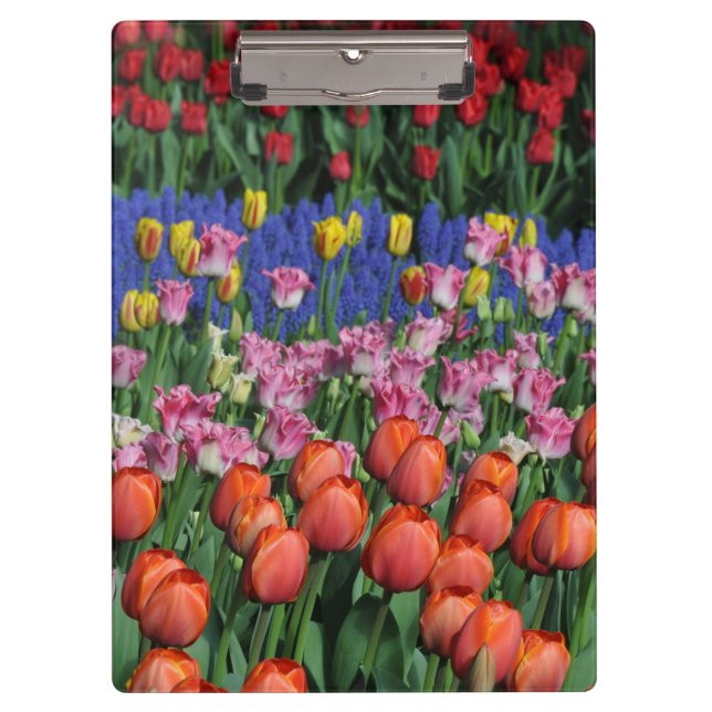 Carpeta De Pinza Tulipanes de primavera coloridos (Anverso)