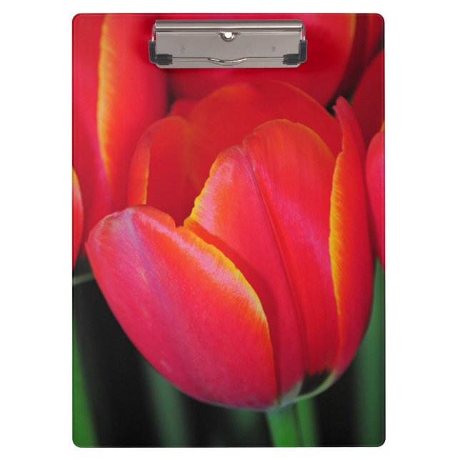 Carpeta De Pinza Tulipanes de primavera roja (Anverso)