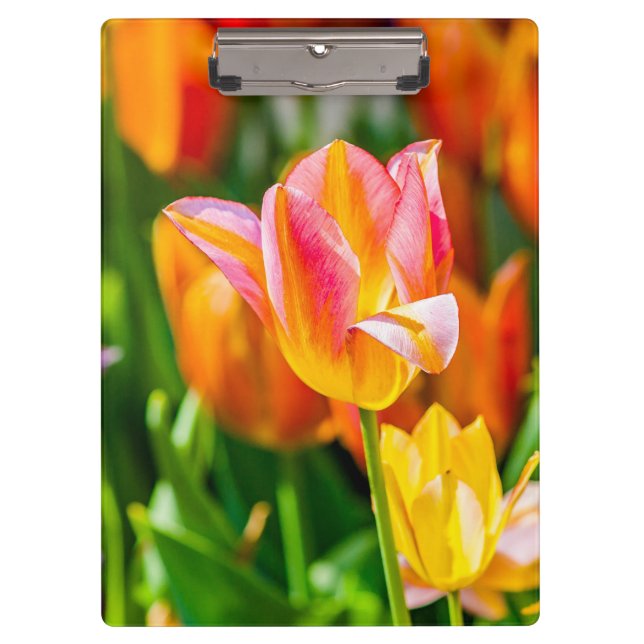 Carpeta De Pinza Tulipanes encantadores 17 (Anverso)