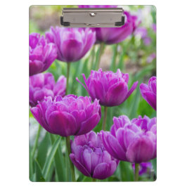 Carpeta De Pinza Tulipanes lilacos brillantes en un día soleado