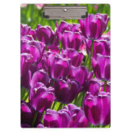 Carpeta De Pinza Tulipanes lilacos brillantes en un día soleado