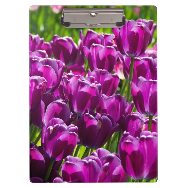 Carpeta De Pinza Tulipanes lilacos brillantes en un día soleado (Anverso)