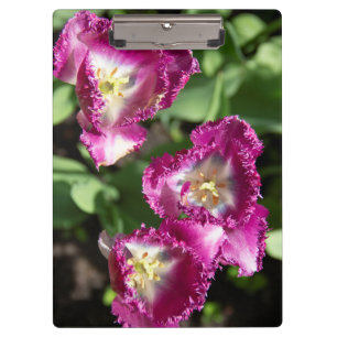 Carpeta De Pinza Tulipanes morados en el jardín