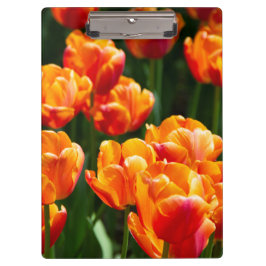 Carpeta De Pinza Tulipanes naranjas brillantes en el parque