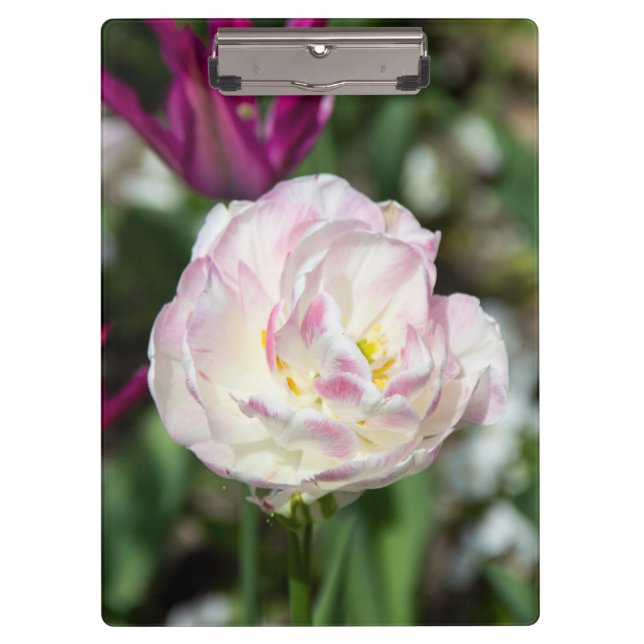 Carpeta De Pinza Tulipanes rosa brillante en un día soleado (Anverso)