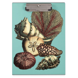Carpeta De Pinza Turquesa Shell y colección del coral rojo