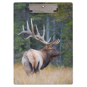 Carpeta De Pinza Uapití de las Montañas Rocosas