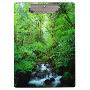 Carpeta De Pinza Un arroyo en un bosque maduro