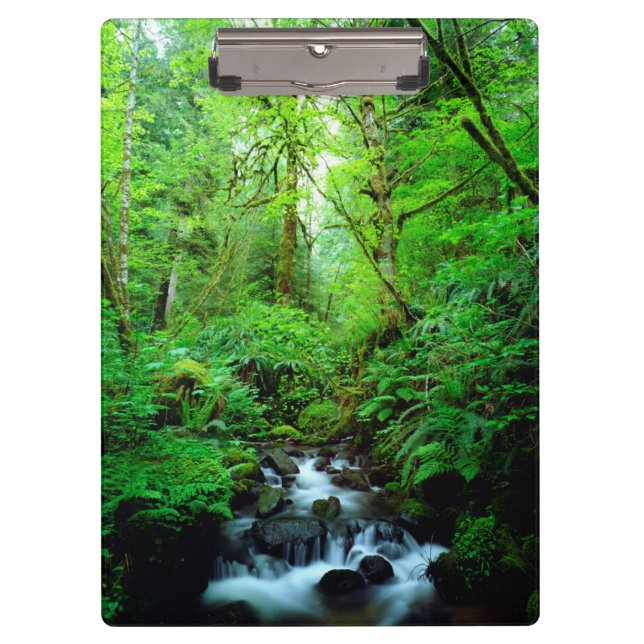Carpeta De Pinza Un arroyo en un bosque maduro (Anverso)