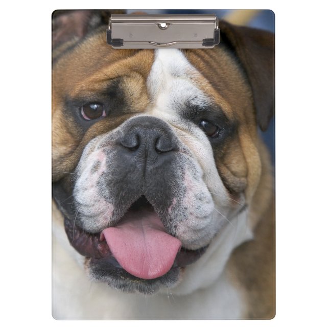 Carpeta De Pinza Un bulldog inglés en Bélgica. (Anverso)
