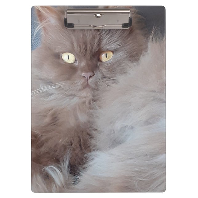 Carpeta De Pinza Un gato mimado (Anverso)