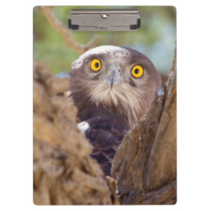 Carpeta De Pinza Una águila culebrera de pecho blanco