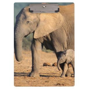 Carpeta De Pinza Una madre y cría de elefante africano en movimient