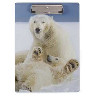 Carpeta De Pinza Una osa polar y su cría juegan en la nieve
