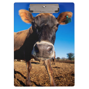 Carpeta De Pinza Una vaca Jersey siendo curiosa