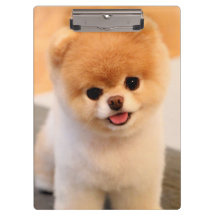 Único Pomerania con encanto