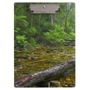 Carpeta De Pinza Vapor en el bosque, montano Knysna-Amatole