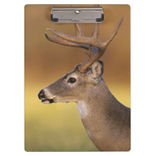 Carpeta De Pinza Venado de cola blanca, Odocoileus virginianus,