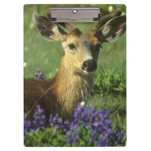 Carpeta De Pinza Venado de cola negra, Odocoileus hemionus