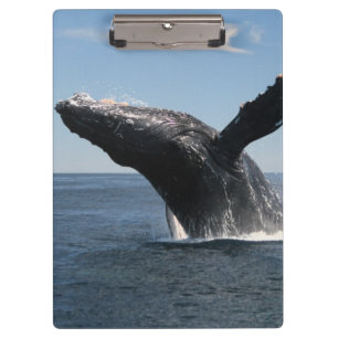 Carpeta De Pinza Violación adulta de la ballena jorobada