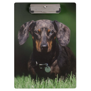 Carpeta De Pinza Vista de Dachshund moteado