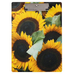 Carpeta De Pinza Washington, Seattle, Girasol a la venta pike