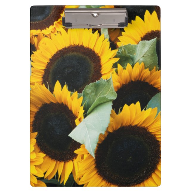 Carpeta De Pinza Washington, Seattle, lucio de girasol a la venta (Anverso)