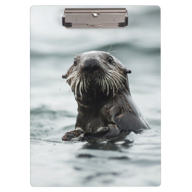 Carpeta De Pinza Wise Otter (Anverso)