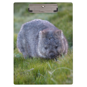 Carpeta De Pinza Wombat lindo y mimoso Tasmania Australia