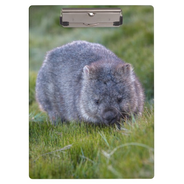 Carpeta De Pinza Wombat lindo y mimoso Tasmania Australia (Anverso)