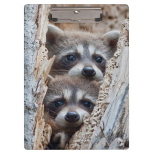 Carpeta De Pinza Wyoming, Condado de Lincoln, Raccoon