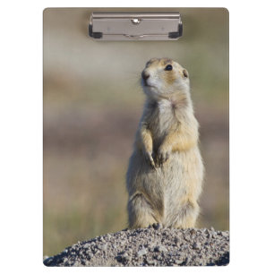 Carpeta De Pinza Wyoming, Condado de Sublette, Perrito de la prader