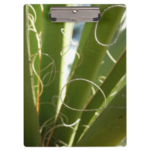 Carpeta De Pinza Yucca deja fotografía verde de la naturaleza