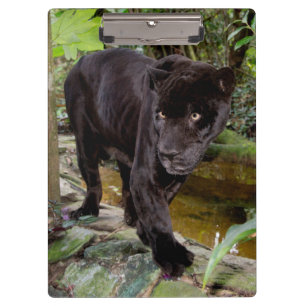 Carpeta De Pinza Zoológico de la ciudad de Belice. Pantera negra